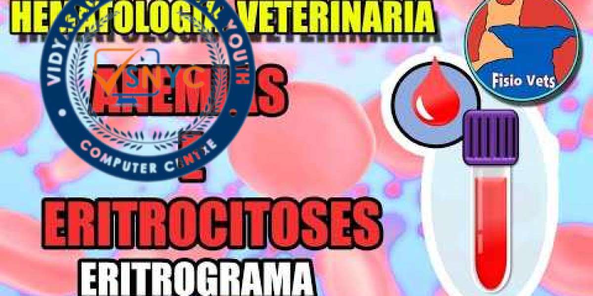 Hemograma en perros: qué es, procesos y resultados