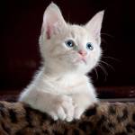 orhan bay Profile Picture